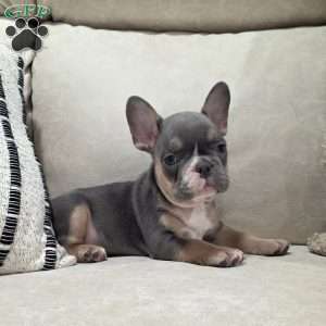 Fletcher, French Bulldog Puppy